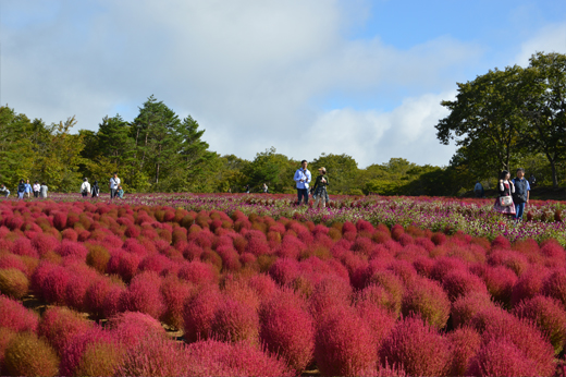 Kochia at Hirugano Picnic Gardensec-img4