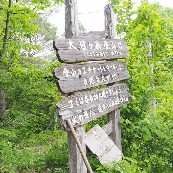 Going through the beech trees Hirugano Kogen Route