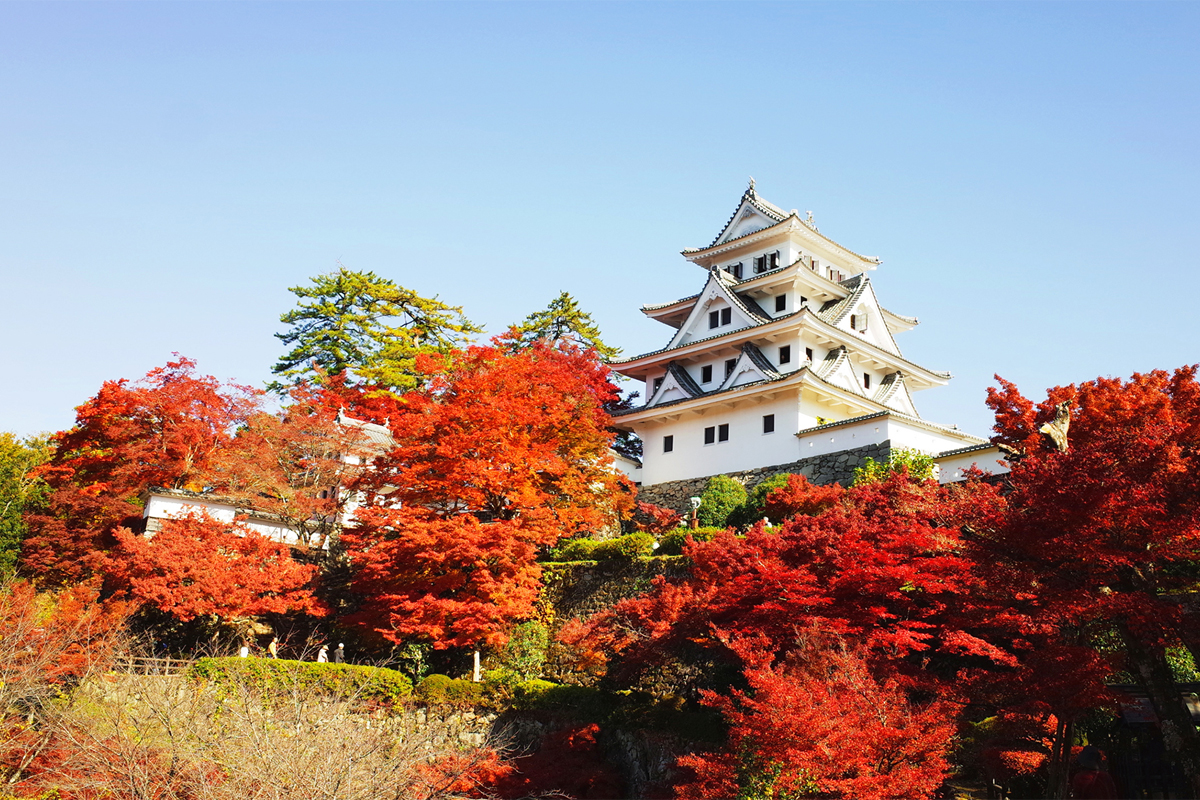 Gujo Hachiman Castle09