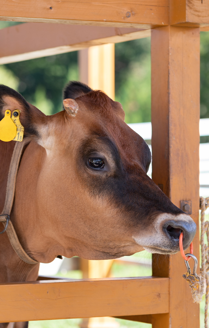 Try milking a dairy cow, Anko-chan