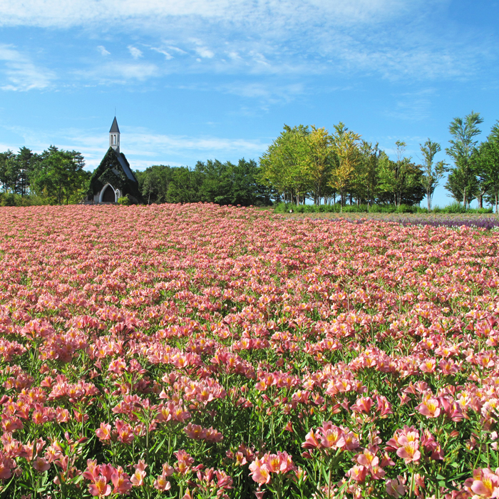 Flower field with an area of approximately 4.5 hectares!