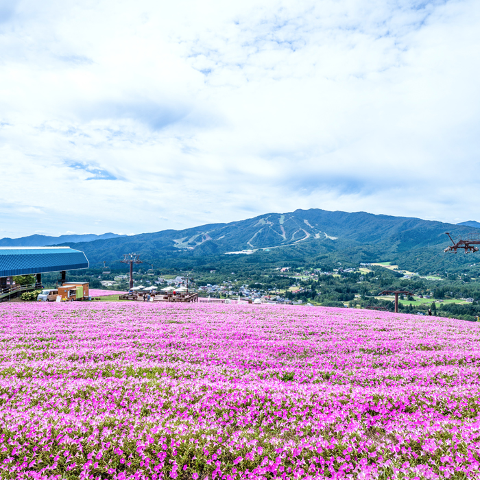 Flowers of the four seasons are in full bloom making this flower field a different place