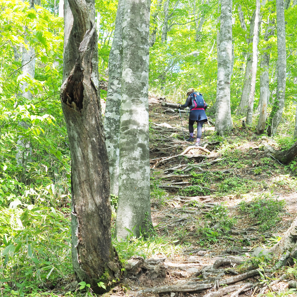 Let's climb Mt Dainichigatake! image