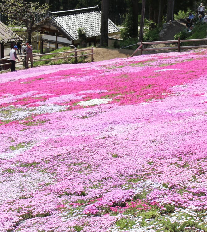 郡上ガイド　明宝