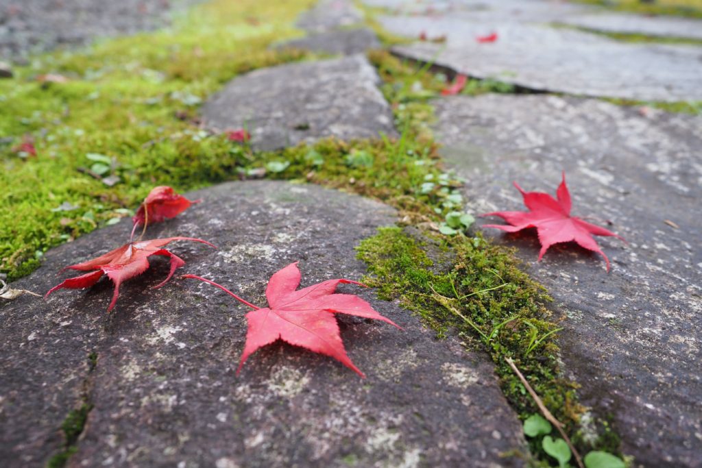 Little Kyoto, Autumn Leaf-peeping at Gujo Hachiman_22