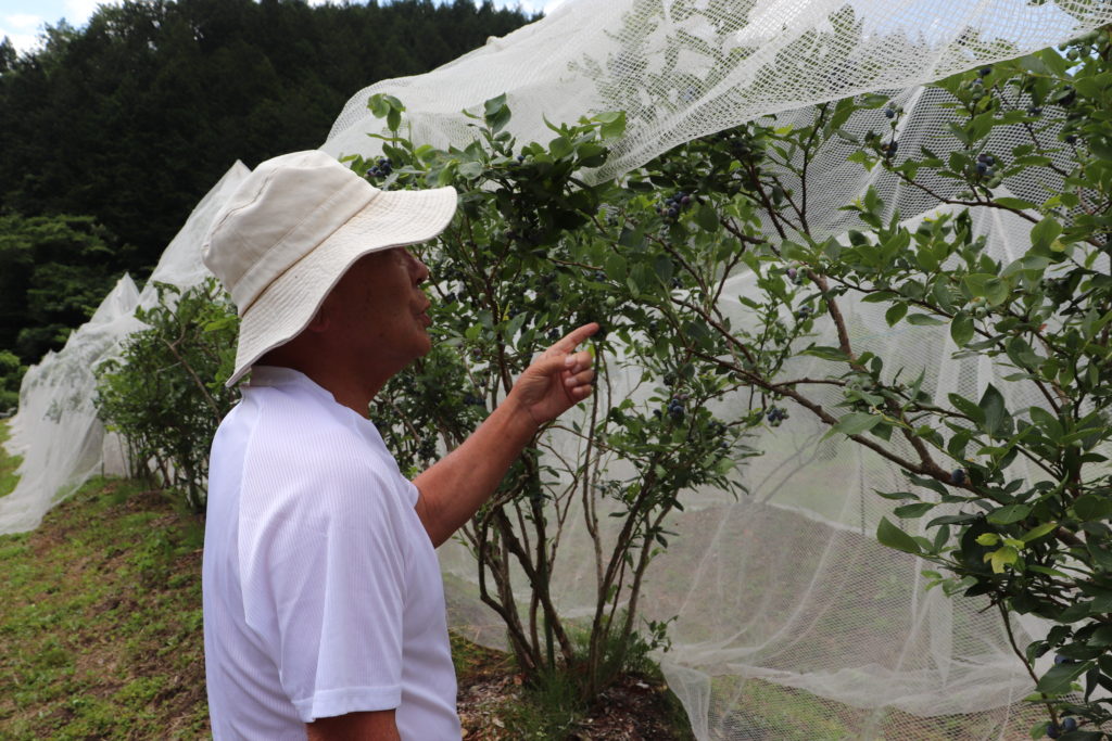 Enjoyable Blueberry Picking for Children & adult at Yamato area!07