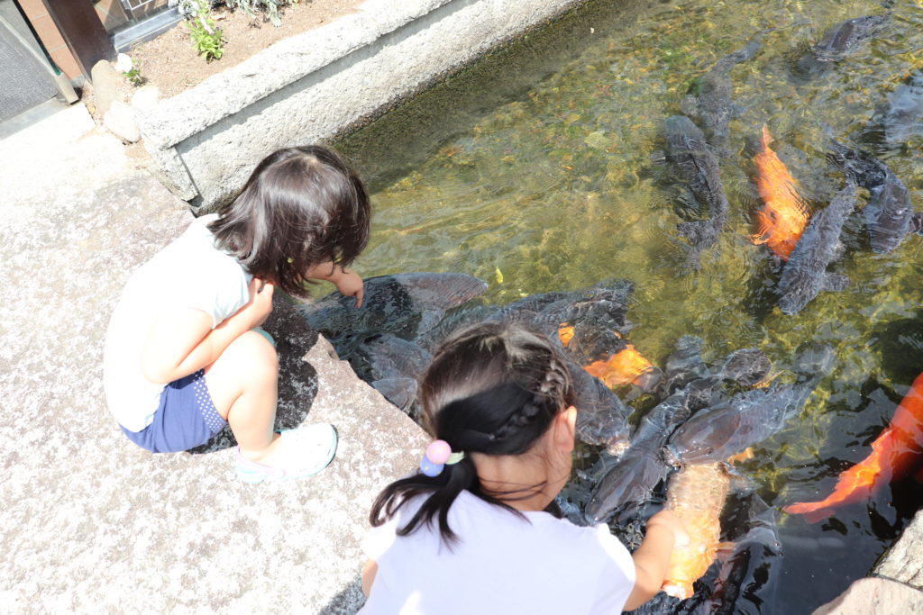 Enjoyable Blueberry Picking for Children & adult at Yamato area!